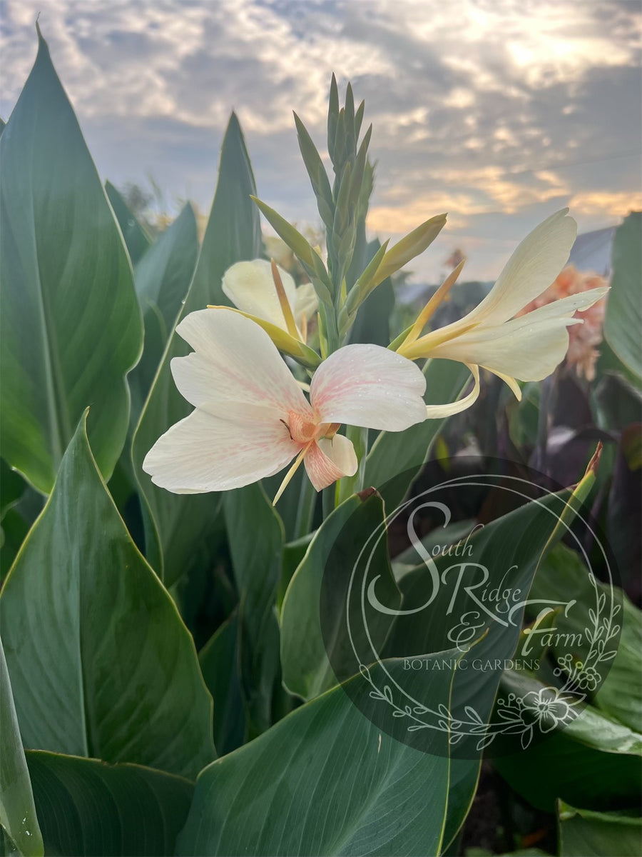 white bird canna lily canna 'White Butterflies’