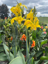 Load image into Gallery viewer, canna 'Ra'