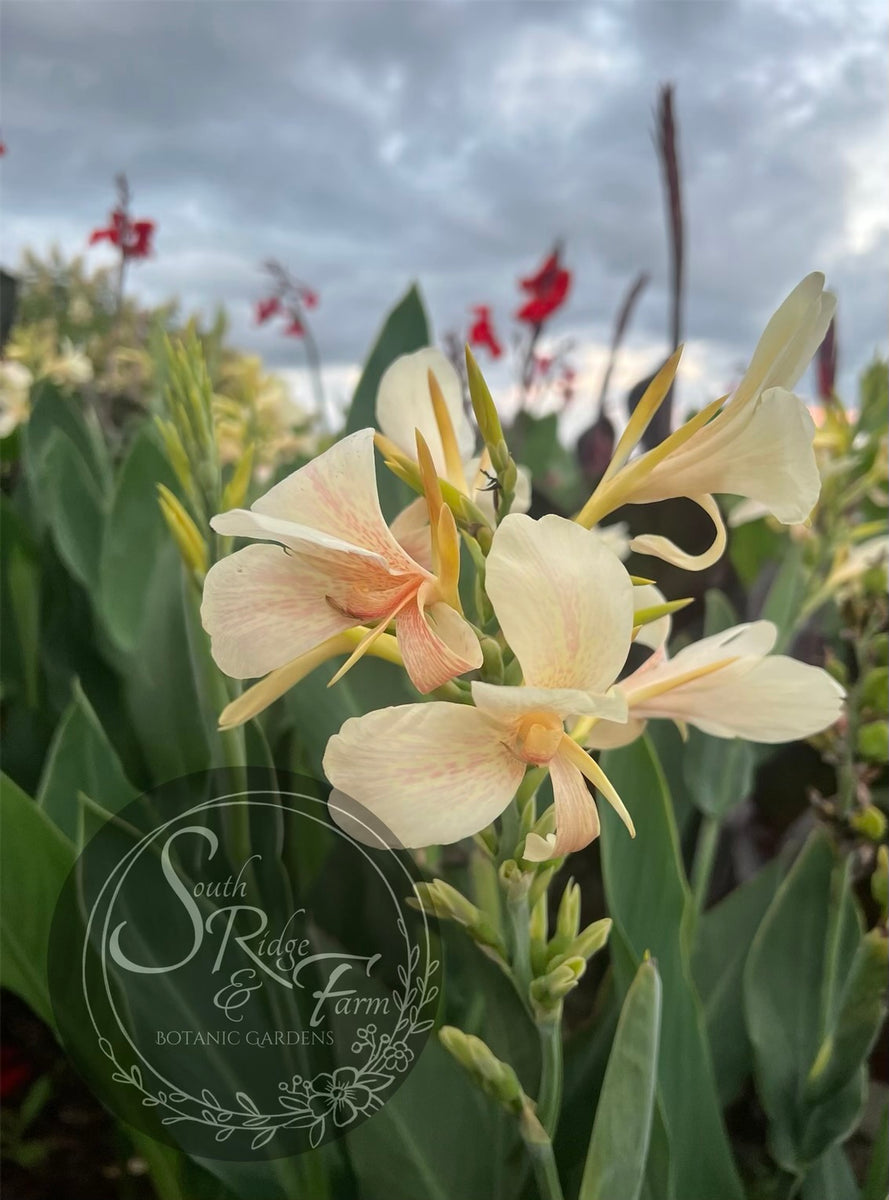 white canna lily plant canna 'White Butterflies' – South Ridge Farm & Botanic Gardens