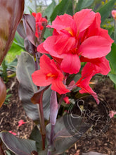 Load image into Gallery viewer, canna 'Clara'