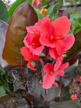 Load image into Gallery viewer, canna 'Clara'