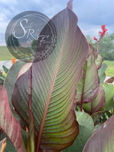 Load image into Gallery viewer, canna 'Gigundo'