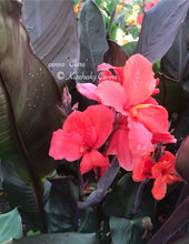 Load image into Gallery viewer, canna 'Clara'