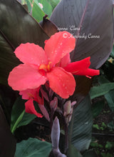 Load image into Gallery viewer, canna 'Clara'