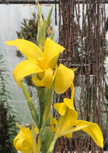 Load image into Gallery viewer, canna 'Ra'