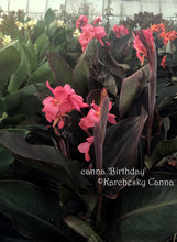 Load image into Gallery viewer, canna 'Birthday'