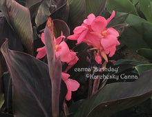 Load image into Gallery viewer, canna 'Birthday'