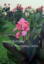 Load image into Gallery viewer, canna 'Birthday'