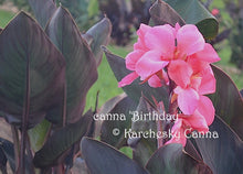Load image into Gallery viewer, canna 'Birthday'