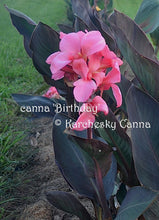 Load image into Gallery viewer, canna 'Birthday'