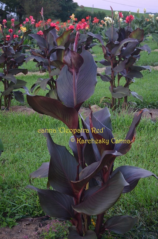 canna 'Cleopatra Red' – South Ridge Farm & Botanic Gardens