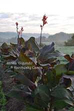 Load image into Gallery viewer, canna 'Gigundo'