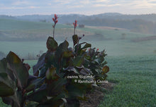 Load image into Gallery viewer, canna 'Gigundo'