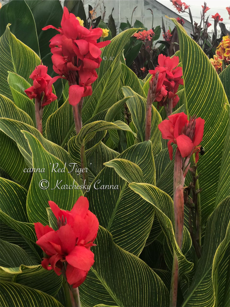 canna 'Red Tiger' – South Ridge Farm & Botanic Gardens