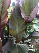 Load image into Gallery viewer, canna 'Gigundo'