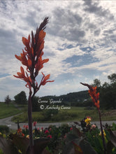 Load image into Gallery viewer, canna 'Gigundo'