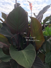 Load image into Gallery viewer, canna 'Gigundo'