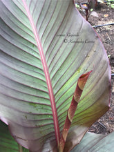 Load image into Gallery viewer, canna 'Gigundo'