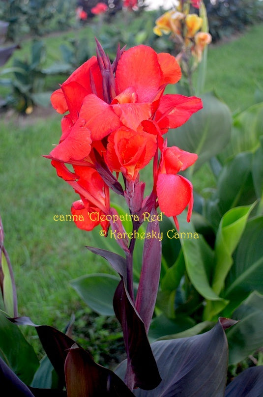 canna 'Cleopatra Red' – South Ridge Farm & Botanic Gardens
