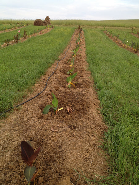 Growing Cannas