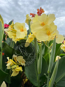 canna 'Dawn's Early Light'