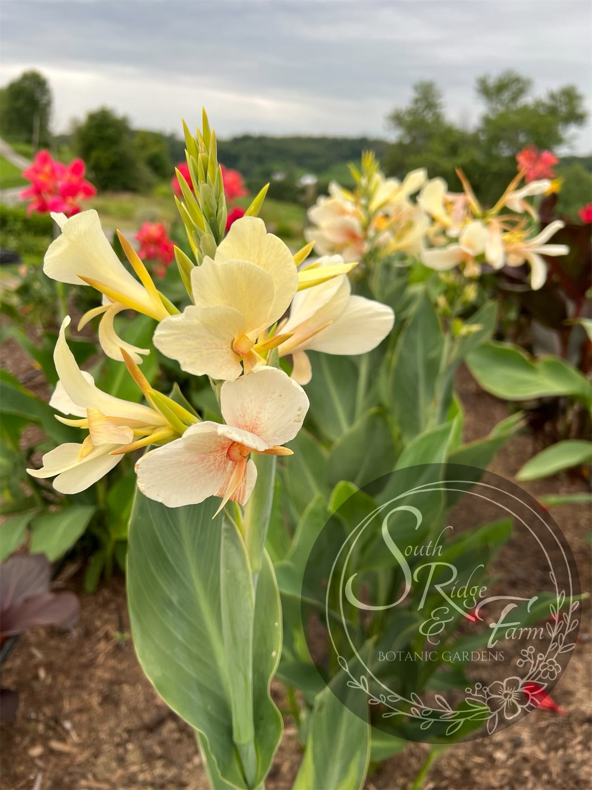 canna lily tropical white canna 'White Butterflies' – South Ridge Farm & Botanic Gardens