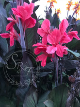 Load image into Gallery viewer, canna &#39;Shenandoah&#39;