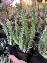 Load image into Gallery viewer, Orbea Lutea subsp. Vaga