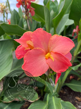 Load image into Gallery viewer, canna ‘Pink Lemonade&#39;