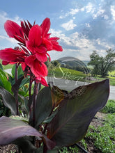 Load image into Gallery viewer, canna &#39;Shenandoah&#39;