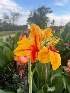 canna 'Transvaal’