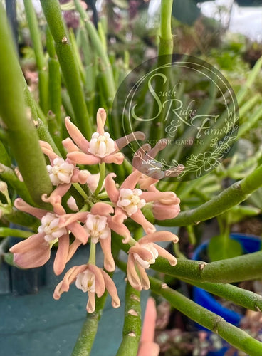Cynanchum Vanlessenii