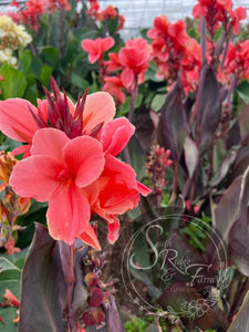 canna 'Rosé'
