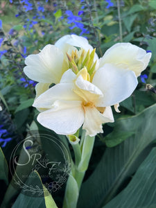 canna 'Little Miss Stella'