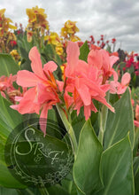Load image into Gallery viewer, canna &#39;Mother&#39;s Day Pink&#39;