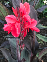 Load image into Gallery viewer, canna &#39;Shenandoah&#39;