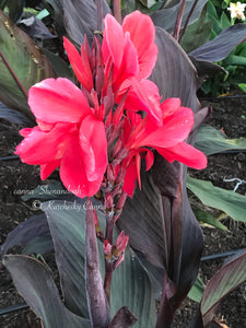 canna 'Shenandoah'