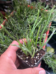 Cynanchum Vanlessenii