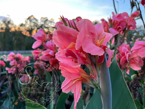 canna 'Evie'