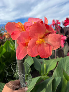 canna ‘Pink Lemonade'