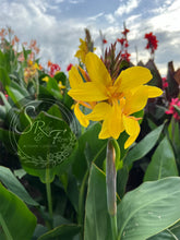 Load image into Gallery viewer, canna &#39;Yellow Butterflies’