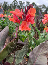 Load image into Gallery viewer, canna &#39;Autumn Glow&#39;