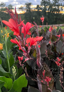 canna 'Skyhawk'