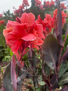 canna 'Rosé'
