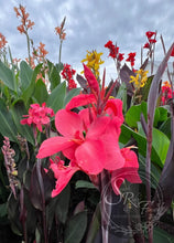 Load image into Gallery viewer, canna &#39;Hope&#39;