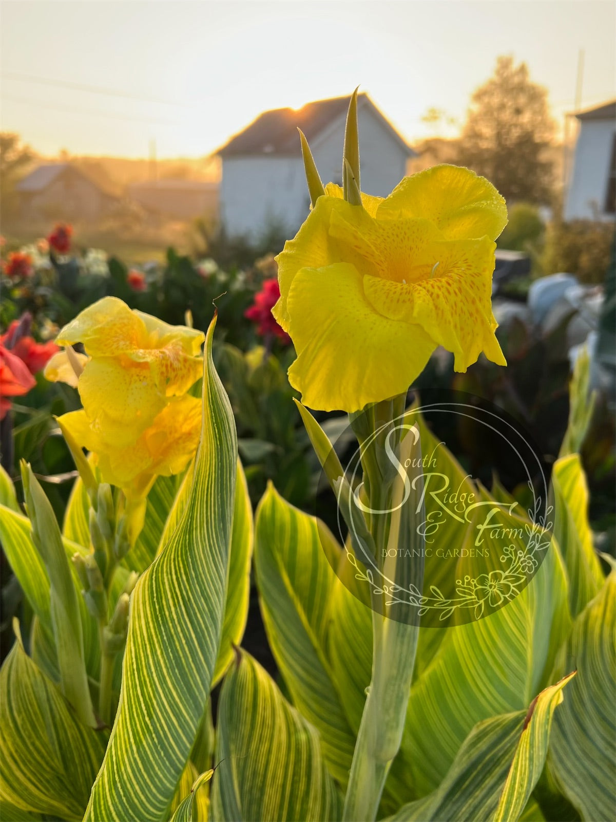 canna 'Yellow Tiger' – South Ridge Farm & Botanic Gardens