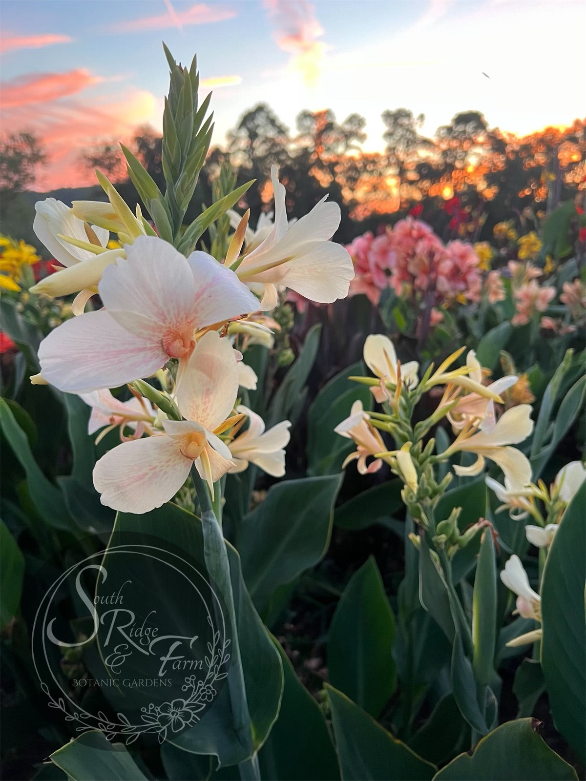 tropical white canna lily canna 'White Butterflies' – South Ridge Farm & Botanic Gardens
