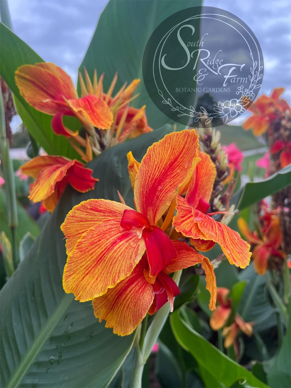 Flowercan Cannova® Orange Shades Canna Lily, Canna x generalis 'Orange Shades'