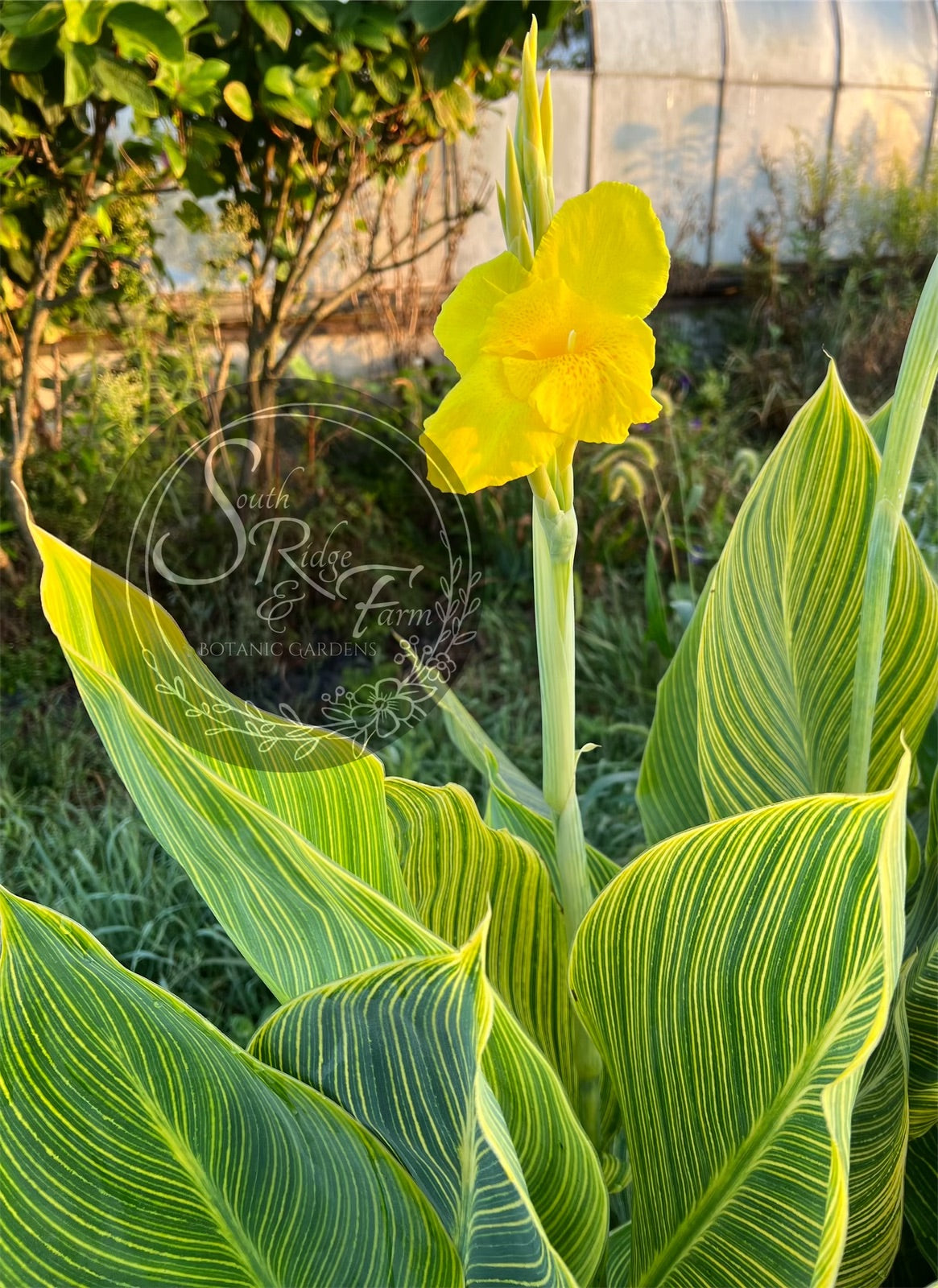 canna lily tiger canna 'Yellow Tiger' – South Ridge Farm & Botanic Gardens