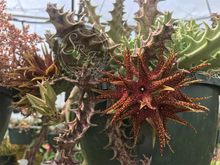 Load image into Gallery viewer, Orbea Lutea subsp. Vaga